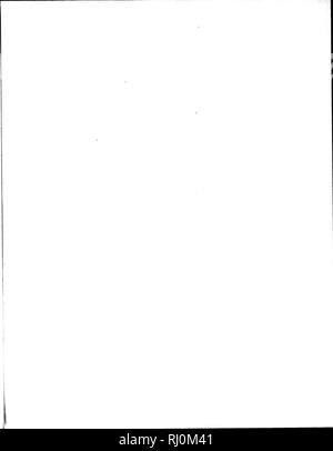 . Zoologie arctique [microform]. Les oiseaux sauvages, oiseaux. . Veuillez noter que ces images sont extraites de la page numérisée des images qui peuvent avoir été retouchées numériquement pour plus de lisibilité - coloration et l'aspect de ces illustrations ne peut pas parfaitement ressembler à l'œuvre originale.. Pennant, Thomas, 1726-1798. Londres : Imprimé par Henry Hughes Banque D'Images