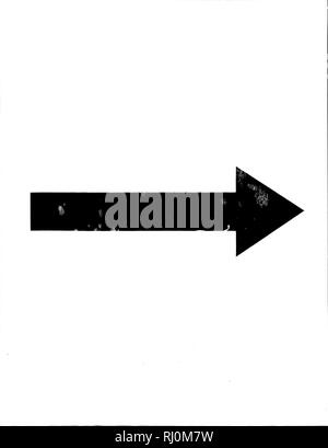 . Zoologie arctique [microform]. Les oiseaux sauvages, oiseaux. . Veuillez noter que ces images sont extraites de la page numérisée des images qui peuvent avoir été retouchées numériquement pour plus de lisibilité - coloration et l'aspect de ces illustrations ne peut pas parfaitement ressembler à l'œuvre originale.. Pennant, Thomas, 1726-1798. Londres : Imprimé par Henry Hughes Banque D'Images