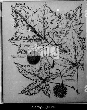 . Les arbres en bordure de la série [microforme] : II. D'être une description de la charme, châtaignier, saules, chênes, buttonwood, etc.. Arbres, Arbres. . Veuillez noter que ces images sont extraites de la page numérisée des images qui peuvent avoir été retouchées numériquement pour plus de lisibilité - coloration et l'aspect de ces illustrations ne peut pas parfaitement ressembler à l'œuvre originale.. Mathews, F. Schuyler (Ferdinand Shuyler), 1854-1938. Springfield, Mass. : Taber-Prang Art Co. Banque D'Images