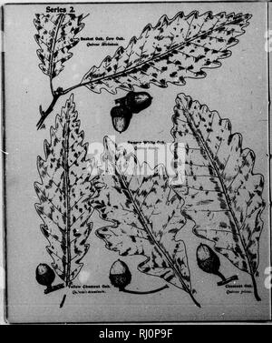 . Les arbres en bordure de la série [microforme] : II. D'être une description de la charme, châtaignier, saules, chênes, buttonwood, etc.. Arbres, Arbres. . Veuillez noter que ces images sont extraites de la page numérisée des images qui peuvent avoir été retouchées numériquement pour plus de lisibilité - coloration et l'aspect de ces illustrations ne peut pas parfaitement ressembler à l'œuvre originale.. Mathews, F. Schuyler (Ferdinand Shuyler), 1854-1938. Springfield, Mass. : Taber-Prang Art Co. Banque D'Images