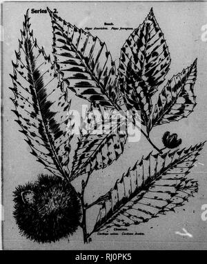 . Les arbres en bordure de la série [microforme] : II. D'être une description de la charme, châtaignier, saules, chênes, buttonwood, etc.. Arbres, Arbres. ChMtniit.. Veuillez noter que ces images sont extraites de la page numérisée des images qui peuvent avoir été retouchées numériquement pour plus de lisibilité - coloration et l'aspect de ces illustrations ne peut pas parfaitement ressembler à l'œuvre originale.. Mathews, F. Schuyler (Ferdinand Shuyler), 1854-1938. Springfield, Mass. : Taber-Prang Art Co. Banque D'Images