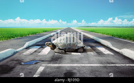 Turtle crossing route asphaltée. Photo & media concept créatif mixte. Banque D'Images