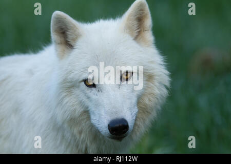 Loup arctique dans la forêt Banque D'Images