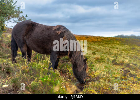 Cheval blanc dans la région de Kent Royaume Uni Banque D'Images