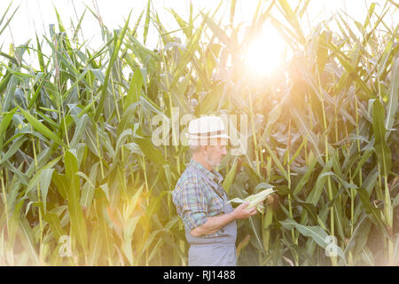 Les hauts épis de l'examen par les plantes, agriculteur à la ferme Banque D'Images