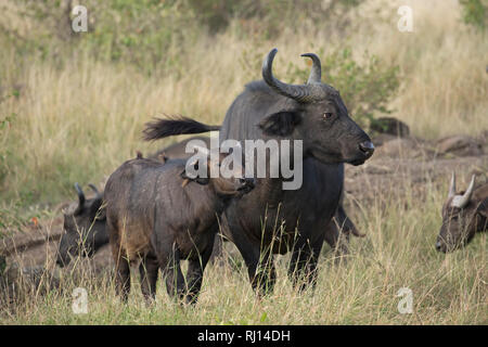 Buffle d'Afrique veau, vache et Syncerus caffer, Masai Mara National Reserve, Kenya Banque D'Images