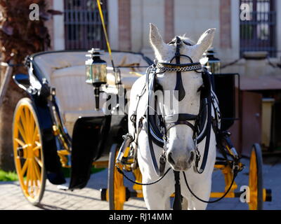 Cheval et en calèche autour de Séville Espagne Banque D'Images