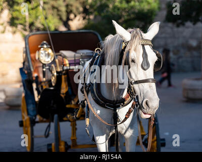 Cheval et en calèche autour de Séville Espagne Banque D'Images