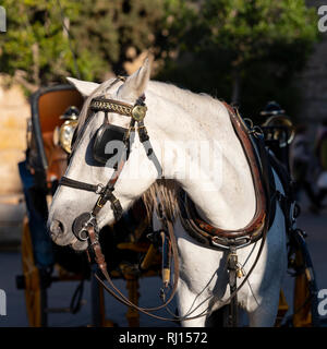 Cheval et en calèche autour de Séville Espagne Banque D'Images