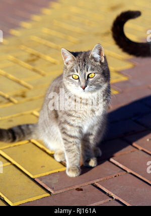 Macro Photo portrait d'un chat drôle éclairée par le soleil dans la nature Banque D'Images