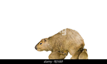 Une mère avec son bébé capybara chiots isolé sur fond blanc Banque D'Images