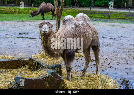 Chameau blanc avec fourrure humide à mâcher sur un peu de foin, animal domestique en provenance d'Asie Banque D'Images