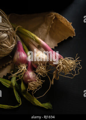 Ciboule rouge sur fond noir - photographie sombre Banque D'Images