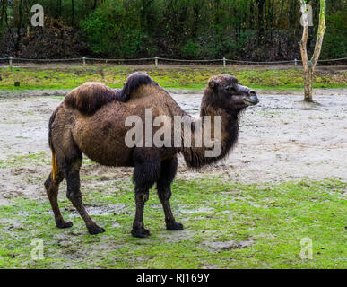 Brown chameau de Bactriane marcher dans un pâturage, animal domestique en provenance d'Asie Banque D'Images