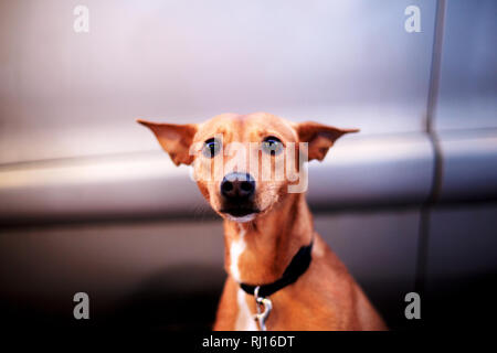 Terrifié, chien chien captif captif dans street, Centelles, Catalogne, Espagne. Banque D'Images