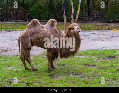 Magnifique portrait d'un chameau blanc debout dans un pâturage, animal domestique en provenance d'Asie Banque D'Images