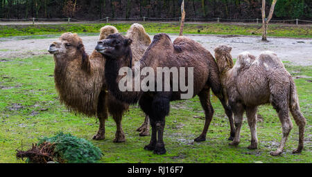 Beau portrait de famille de les chameaux de Bactriane dans la diversité des couleurs, des animaux domestiques en provenance de l'Asie Banque D'Images