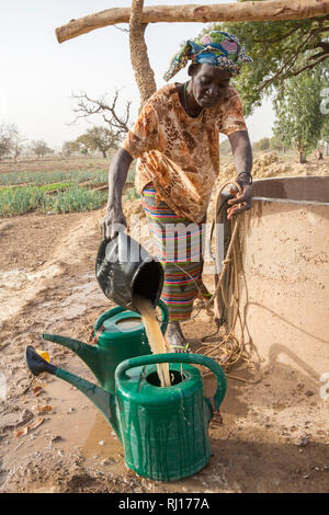 La-toden village, province de Yako, Burkina Faso. Une femme remplit son arrosoir à l'eau ses oignons dans son village market garden. Banque D'Images