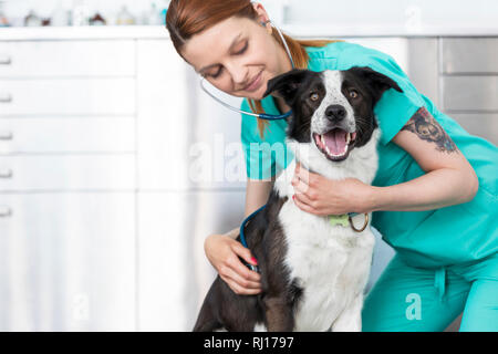 Jeune médecin vétérinaire chien l'examen à la clinique Banque D'Images