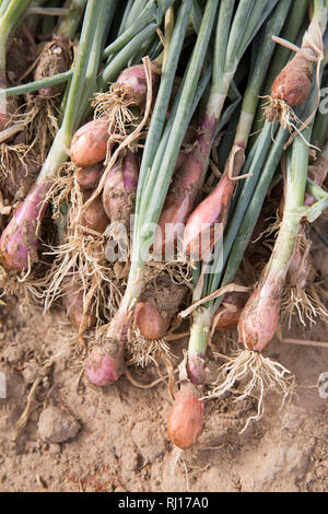 La-toden village, province de Yako, Burkina Faso. Oignons de printemps produit sur le village market garden, utilisé pour l'alimentation familiale et comme culture. Banque D'Images