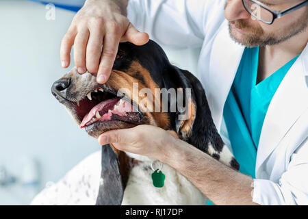 Gros plan du médecin examinant les dents du chien à la clinique vétérinaire Banque D'Images