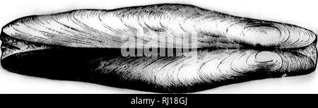 . Un examen de la non-combustibles marine Mollusca of North America [microform]. Les mollusques, les combustibles ; mollusques fossiles. . Veuillez noter que ces images sont extraites de la page numérisée des images qui peuvent avoir été retouchées numériquement pour plus de lisibilité - coloration et l'aspect de ces illustrations ne peut pas parfaitement ressembler à l'œuvre originale.. Blanc, Charles A. (Charles), 1826-1910 Abiathar ; Geological Survey (U. S. ). Washington : G. P. O. Banque D'Images