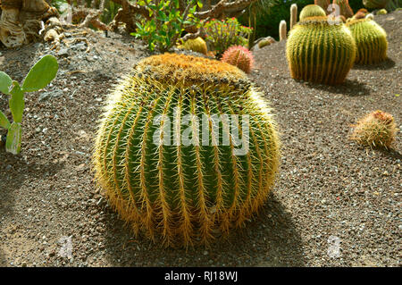 Canon géant nom Latin cactus platyacanthus à quille Banque D'Images