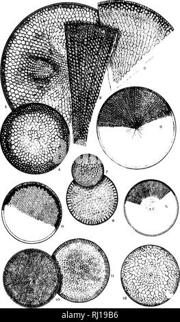 . Diatomaceae de l'Amérique du Nord [microforme] : illustré de vingt-trois cents figures de l'auteur sur les dessins de cent douze plaques. Algues Diatomées les diatomées ; ; ; Algues. . Veuillez noter que ces images sont extraites de la page numérisée des images qui peuvent avoir été retouchées numériquement pour plus de lisibilité - coloration et l'aspect de ces illustrations ne peut pas parfaitement ressembler à l'œuvre originale.. Wolle, Francis, 1817 à 1893. Bethlehem, Pennsylvanie : Appuyez sur Comenius Banque D'Images