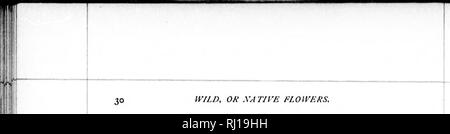 . Studies of Plant Life in Canada, ou, extraits à partir de la forêt, lac et plaine [microforme]. Les plantes ; botanique ; plantes ; Botanique. . Veuillez noter que ces images sont extraites de la page numérisée des images qui peuvent avoir été retouchées numériquement pour plus de lisibilité - coloration et l'aspect de ces illustrations ne peut pas parfaitement ressembler à l'œuvre originale.. Traill, Catherine Parr Strickland, 1802-1899. Ottawa : A. S. Woodburn Banque D'Images