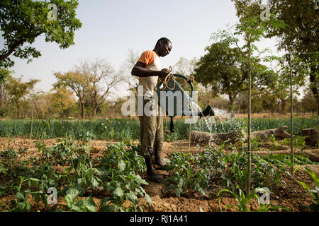 Village de samba, Province de Yako, Burkina Faso : le portrait de Denis Zoundi, 45,avec les cicatrices, tandis que l'arrosage des cultures sur son market garden. Banque D'Images