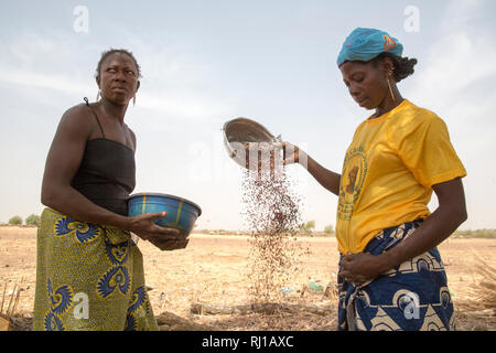 Kourono,village province Yako, Burkina Faso. gauche, Minata Guiguemde, 37, avec 5 enfants, et Kadissa Seogo, 30 avec 2 enfants, le vannage de sorgho. Kadissa a bénéficié de la projet de chèvre. Banque D'Images