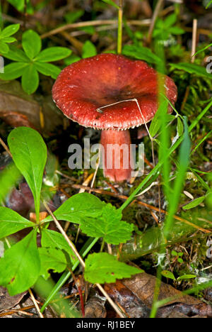 Mushroom en Alaska Banque D'Images