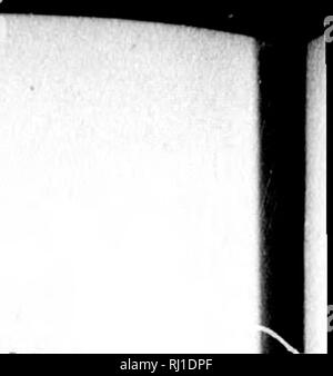 . L'ornithologie américaine, ou, l'histoire naturelle des oiseaux de l'United States [microform]. Wilson, Alexander, 1766-1813 ; Wilson, Alexander, 1766-1813 ; oiseaux ; Oiseaux. j'j'^j . ! : !" fS6 :^t:i' i i" 150 Oriole des vergers. d'être plus correct ; pourtant, lorsqu'il est considéré, la femelle qu de cet oiseau est beaucoup plus timides que l'homme, qu'il est rarement vu ; et que, bien que les mâles volent autour et se plaignant d'une approche de leur nid, les femelles conserver à l'écart, observant tous les inovenient de l'ennemi en silence agité mais l'anxiété ; il est moins étonnant, dis-je, que deux oiseaux de la Banque D'Images