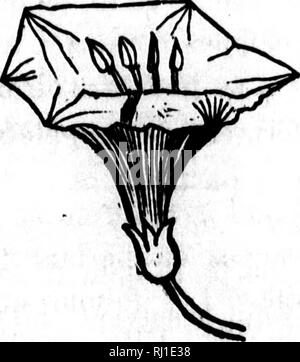 . Traité élémentaire de botanique [microforme] : à l'usage des maisons d'éducation et des amateurs qui voudraient se livrer à l'étude de cette science sans le secours d'un maître. Botanique ; plantes ; botanique ; les plantes. . Veuillez noter que ces images sont extraites de la page numérisée des images qui peuvent avoir été retouchées numériquement pour plus de lisibilité - coloration et l'aspect de ces illustrations ne peut pas parfaitement ressembler à l'œuvre originale.. Provancher, L. , 1820-1892. [Le Québec ?  : S. n. ] Banque D'Images