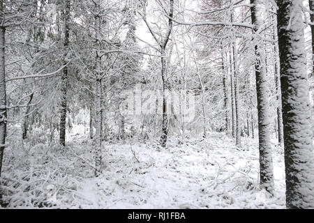 Chute de neige sur Haldon Forest Park, Exeter, Devon Banque D'Images