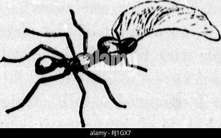 . Errances en Amérique du Sud, le nord-ouest des États-Unis, et aux Antilles, dans les années 1812, 1816, 1820, &AMP ; 1824 [microforme] : avec des instructions d'origine pour la parfaite conservation des oiseaux, etc. pour les armoires de l'histoire naturelle. Waterton, Charles, 1782-1865 ; Waterton, Charles, 1782-1865 ; zoologie ; Zoologie. Exposé des index. 359 fois, il s'introduire dans un tunnel avec environ 80 mètres de longueur, et de laisser dans un torrent d'eau, qui a enfoncé la machinerie, et lavé tous les prend en charge, de sorte que la mine a dû être creusé de nouveau. De plus, le fief de l'Goushies avait t Banque D'Images