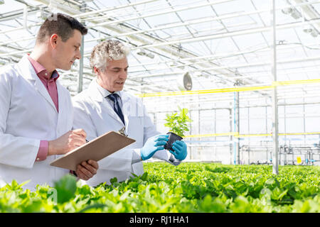 Les biochimistes de sexe masculin au cours des semis en pépinière de plantes d'herbes Banque D'Images