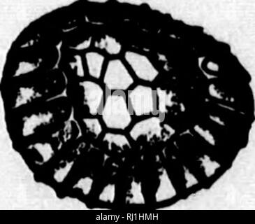 . Les fougères et leurs alliés [microforme] : avec présentation synoptique des descriptions des pteridophyta américain au nord de Mexico. Fougères ; Fougères. . Fica-Sporen-. Veuillez noter que ces images sont extraites de la page numérisée des images qui peuvent avoir été retouchées numériquement pour plus de lisibilité - coloration et l'aspect de ces illustrations ne peut pas parfaitement ressembler à l'œuvre originale.. Underwood, Lucien Marcus, 1853-1907. New York : H. Holt Banque D'Images