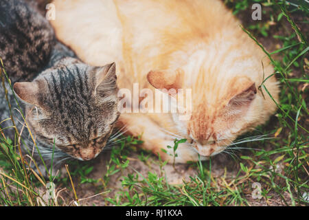 Deux chats couché dans l'herbe et dormir. Vue d'en haut Banque D'Images