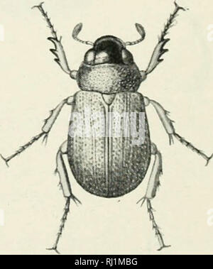 'Indian forest insectes d'importance économique. Coleoptera' (1914) Banque D'Images