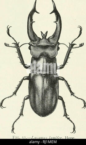 'Indian forest insectes d'importance économique. Coleoptera' (1914) Banque D'Images