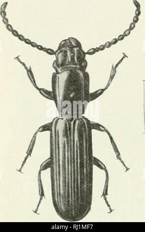 'Indian forest insectes d'importance économique. Coleoptera' (1914) Banque D'Images