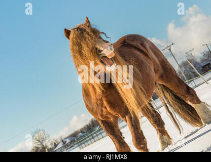 Portrait de l'Agar, Ceskomoravska vrchovina cheval belge en journée ensoleillée en hiver. cheval en hiver. République tchèque Banque D'Images