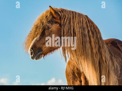 Portrait de l'Agar, Ceskomoravska vrchovina cheval belge en journée ensoleillée en hiver. cheval en hiver. République tchèque Banque D'Images