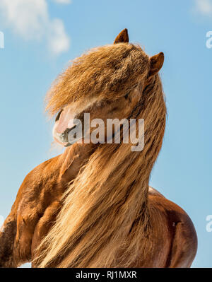 Portrait de l'Agar, Ceskomoravska vrchovina cheval belge en journée ensoleillée en hiver. cheval en hiver. République tchèque Banque D'Images