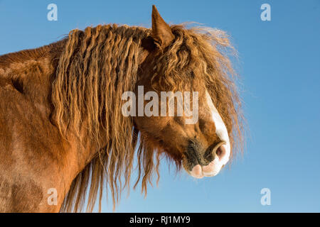 Portrait de l'Agar, cheval belge de Bohême en journée ensoleillée. République tchèque Banque D'Images