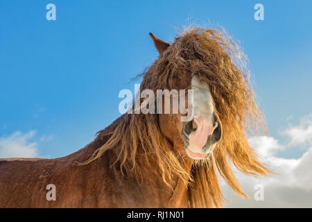 Portrait de l'Agar, cheval belge de Bohême en journée ensoleillée. République tchèque Banque D'Images