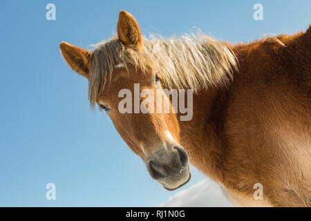 Portrait d'Agnès de Bohême, à cheval belge journée ensoleillée en hiver. République tchèque Banque D'Images