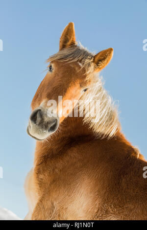 Portrait d'Agnès de Bohême, à cheval belge journée ensoleillée en hiver. République tchèque Banque D'Images