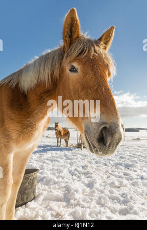 Portrait d'Agnès de Bohême, à cheval belge journée ensoleillée en hiver. République tchèque Banque D'Images